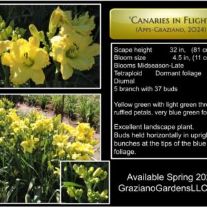 Canaries in Flight Apps Graziano 2024 Intro