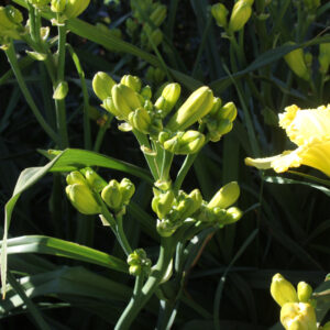 Canaries in Flight16 190 1