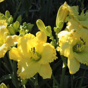 Canaries in Flight16 190 1 IMG 7823