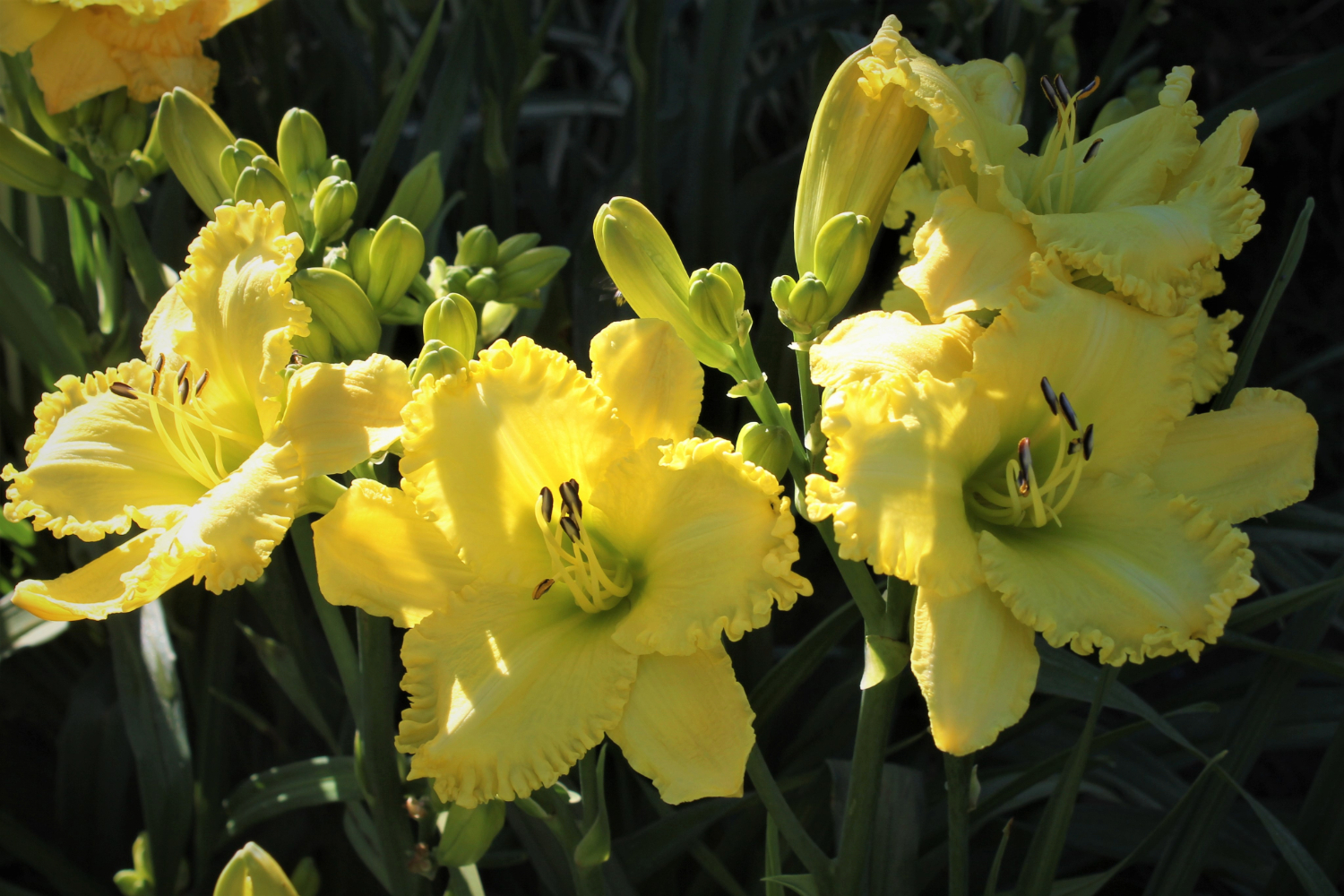 Canaries in Flight16 190 1 IMG 7823