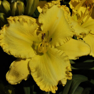 Canaries in Flight16 190 1 IMG 9297