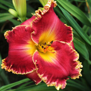 Cherry Belle 17 81 1 IMG 0668