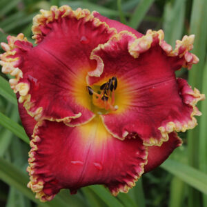 Cherry Belle 17 81 (Gretchen Apps x Van Helsing)