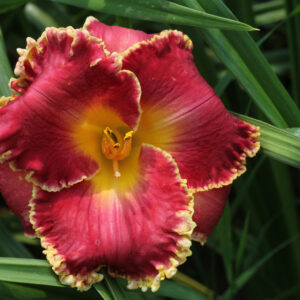 Cherry Belle 17 81 IMG 0260