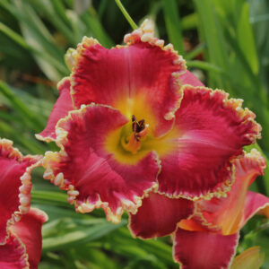 Cherry Belle 17 81 IMG 0734