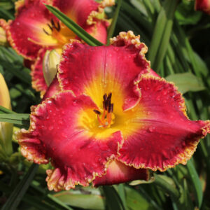 Cherry Belle 17 81 IMG 0822