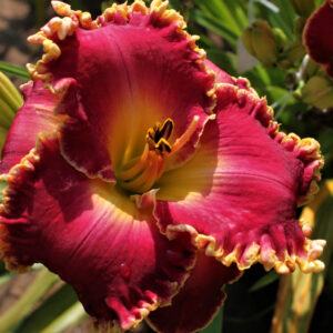 Cherry Belle 17 81 IMG 9221