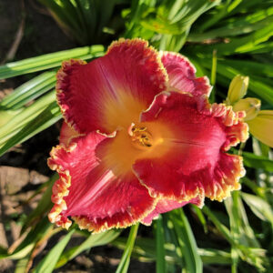 Cherry Belle 2024 07 26 16.06.47