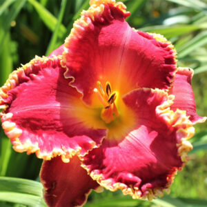 Cherry Belle PRIMARY pic