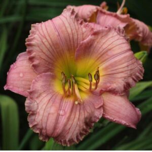 My Little Pretty Pink 4