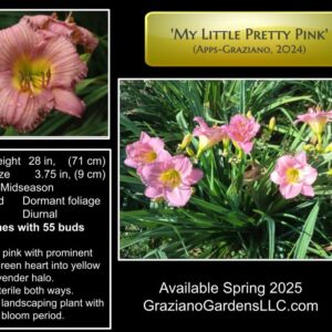 My Little Pretty Pink Apps Graziano 2024 Intro