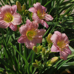 My Little Pretty Pink IMG 0483