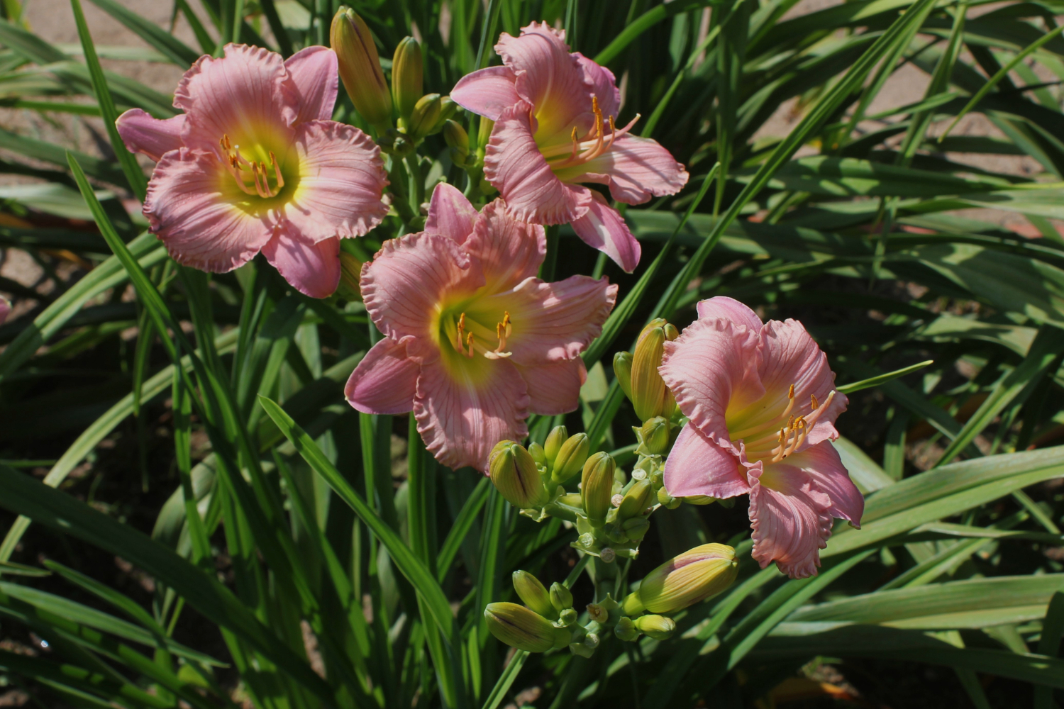 My Little Pretty Pink IMG 0483