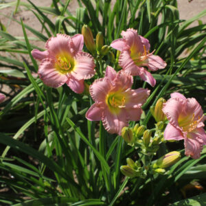 My Little Pretty Pink IMG 0484