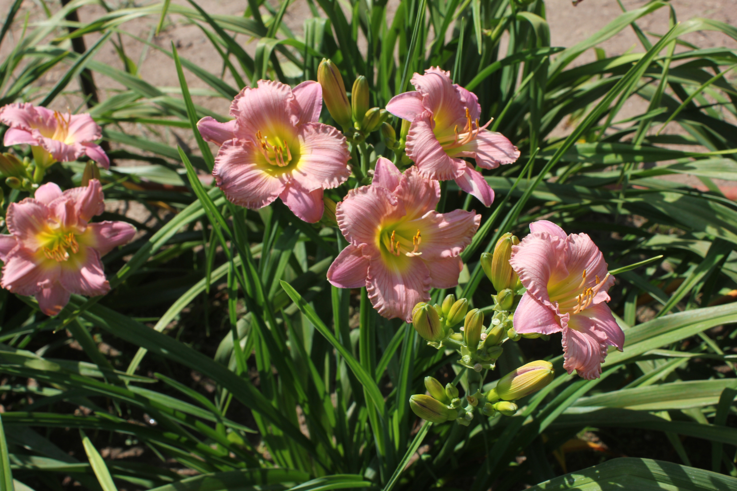 My Little Pretty Pink IMG 0484