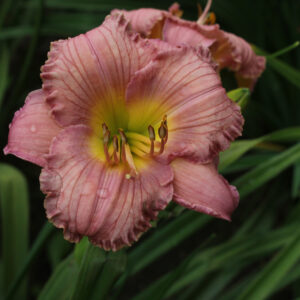 My Little Pretty Pink IMG 0583