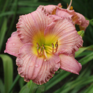 My Little Pretty Pink IMG 0584