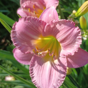 My Little Pretty Pink PRIMARY pic