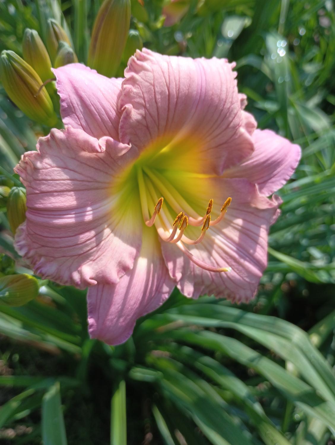 My Little Pretty Pink 5