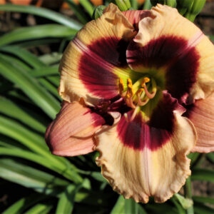 OA Magic Carpet PRIMARY pic 18 55 3 IMG 3692