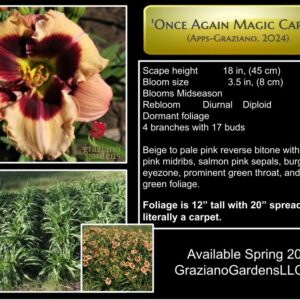 Once Again Magic Carpet Apps Graziano 2024 Intro