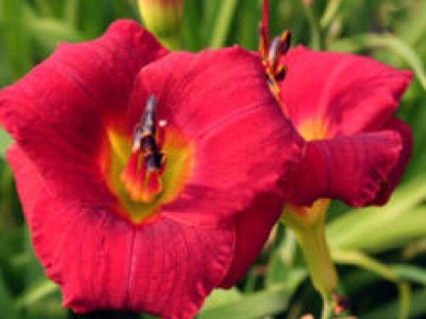 Bridgeton Ivy League pic