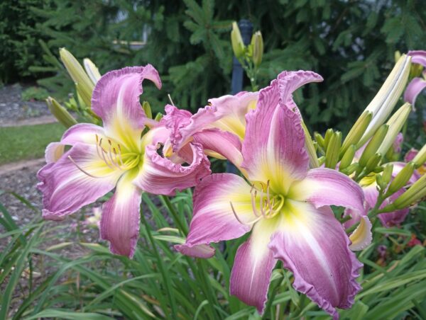 Carmen Renee clump 2024