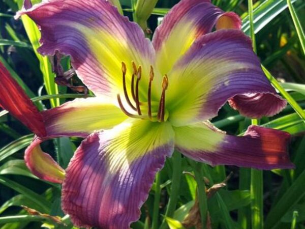 Heavenly Blue Butterfly pic