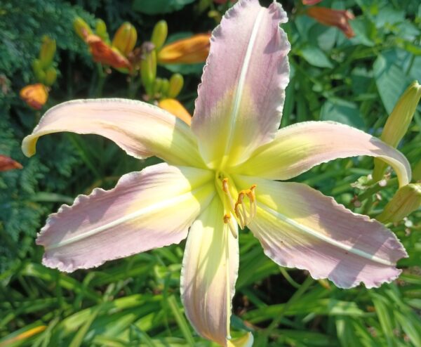 Louisville Ghost Orchid