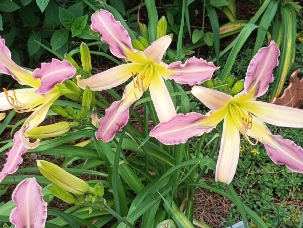 Pawprints on my Heart