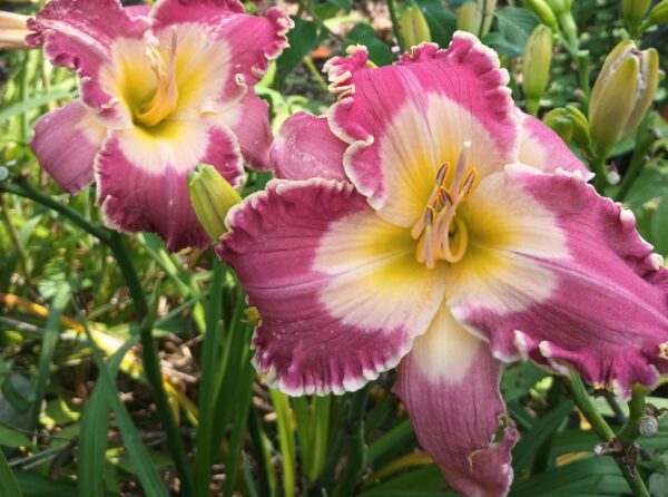 Pinewood Strawberry Moon